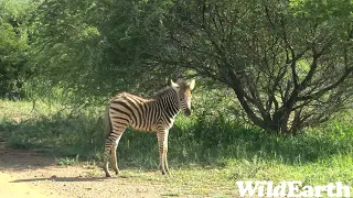 WildEarth - Sunset Safari - 06 Dec 2022