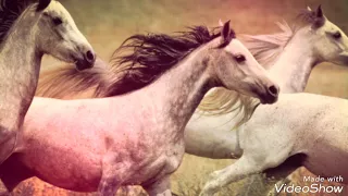 Белые дикие кони В Кузьмин