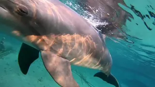 Дельфины в Эйлате 🐬 🐬 🐬 - Мумий Тролль 😅🤩