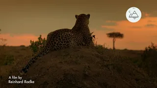 Королева леопардов 1 серия - Мгновенная смерть