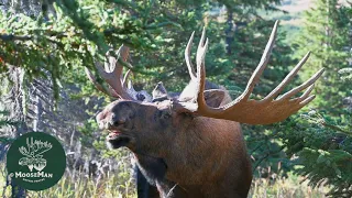 Unique Huge Bull Moose, Blind, Damaged | MooseMan Video Photography Calendar