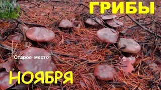 Грибы.Что растёт в лесу в ноябре