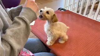 The Best Way to Train a NEW PUPPY - Miniature Schnauzer - Day 7