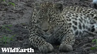 WildEarth - Sunrise Safari - 18 May 2022