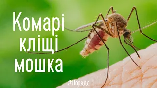 Що робити? Комарі, кліщі і мошка в походах