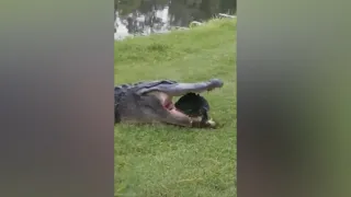 Крокодил обломал зубы об черепаху!