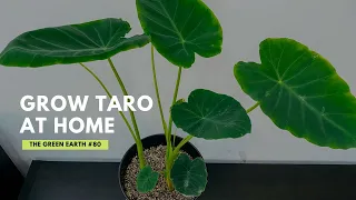 How to Grow Elephant Ear (TARO) as your Houseplant? | Colocasia Esculenta