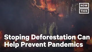 Stop Deforestation to Help Combat Climate Change | NowThis