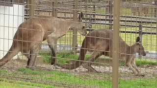 クロカンガルー　雨なのに？　雨だから？　【浜松市動物園】