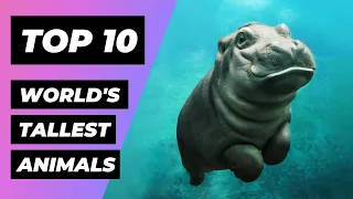 TOP 10 TALLEST Animals In The World | 1 Minute Animals