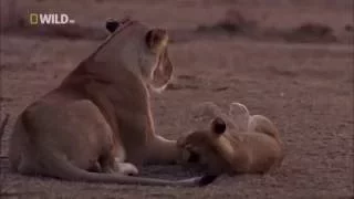 Ночь льва _  National Geographic