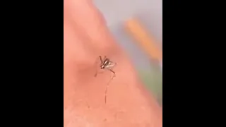 Mosquito fails to suck blood (with cartoon sound effects) #shorts