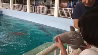 Inspiring Girl Shows Her Dolphin Plush to Winter and Hope