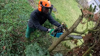 Cutting Down A Conifer Tree