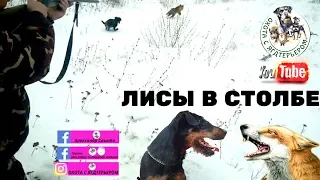 Охота с ягдтерьером, Лисы в столбе ( новое о старом ).Fox Hunt with Jagdterrier