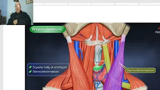 Anatomy of head and neck module in Arabic 72  (Common carotid artery) , by Dr. Wahdan