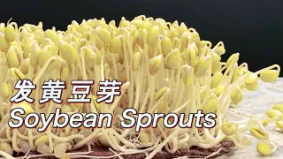 Grow Soybean Sprouts in 4 days With this Easy Method 发黄豆芽快速四天收获
