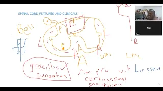 Summary spinal cord features and clinicals