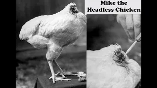 Miracle Mike: The Chicken Lived For 18 Months Without A Head