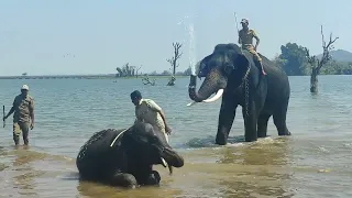 Sakrebailu || ಸಕ್ರೆಬೈಲು || Shimoga || Elephant Camp || #karnatakatourism #elephant #wildanimals