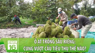 Ồ ạt trồng SẦU RIÊNG: Nếu TRUNG QUỐC ngừng mua, CUNG VƯỢT CẦU tiêu thụ thế nào? | VTC16