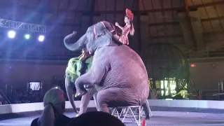 Garden Bros Circus- Jake & Elephants 060318