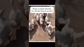 Всем Хорошего Настроения и Чудесных Выходных 🤣 #stories #юмор #прикол