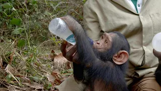 Kabi the Chimp Gets a New Life with New Friends at JGI's Tchimpounga Sanctuary