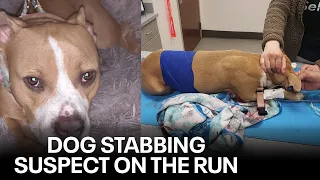 Shawnee Dog Park stabbing: Chandler dog, Tawny, killed