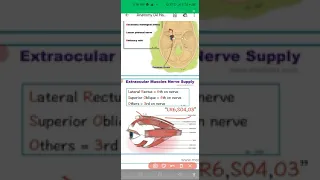 mnemonic for extra ocular muscles