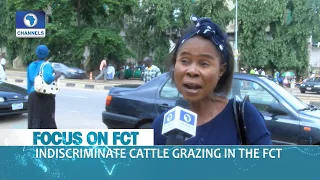 Residents Lament Indiscriminate Cattle Grazing In The FCT l Dateline Abuja l