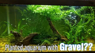 Planted Aquarium With Gravel? - Very Easy!