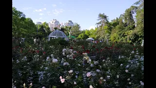 16.05.2024. Сочи. Парк "Ривьера". Розарий. 2/ Sochi. The park "Riviera". The rose garden