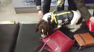 How dogs sniff out drugs at railway station