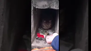 Подайте бедному коту 😂 😂 😂  Смешные видео 2021 😁новинки 2021