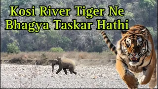 Kosi river tiger ne Bhagya taskar hathi