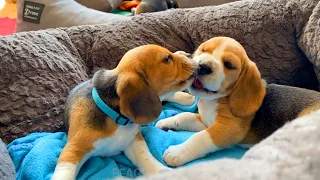 Cute Beagle Puppies Fighting at just 5 weeks old! Precious 💓