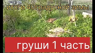 Итоги 40 градусной зимы, груши 1часть