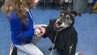 Abused, neglected dog sworn in as honorary K-9 officer by Malden police