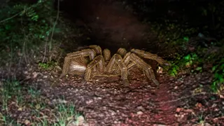 3 SCARY J'ba Fofi Sightings: Giant Tarantula Cryptid From The CONGO | VHS Analog Horror