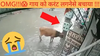 OMG!!!😱 गाय को करंट लगने से बचाया!!!😭    | #shorts | #GyanShare | #CreatingForIndia