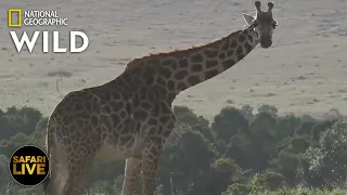 Safari Live - Day 260 | Nat Geo Wild