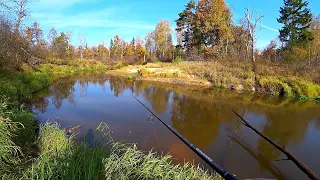 ДИКАЯ ЛЕСНАЯ РЕЧКА! Ловля щуки на спиннинг в золотую осень! Рыбалка в октябре! Дикая природа!