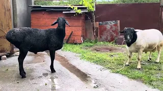 Племенной баран Дорпер и Гисар.