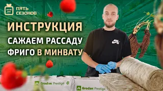 Высадка клубники фриго в каменную вату // инструкция как высадить клубнику