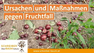 Warum FALLEN KLEINE FRÜCHTE ab??? Frühzeitiger Fruchtfall an Obstbäumen erklärt