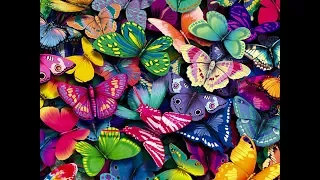 очень красивые бабочки фото