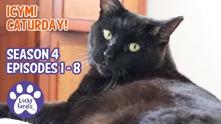 ICYMI Caturday! * Lucky Ferals S4 Episodes 1 - 8 * Cat Family Vlog