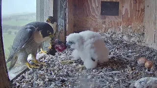 FalconCam Orange CSU~Xavier brings dinner for Yurruga~8:56 PM 2021/11/05