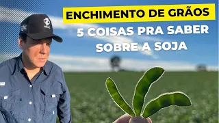 ENCHIMENTO DE GRÃOS - 5 coisas para saber sobre a SOJA